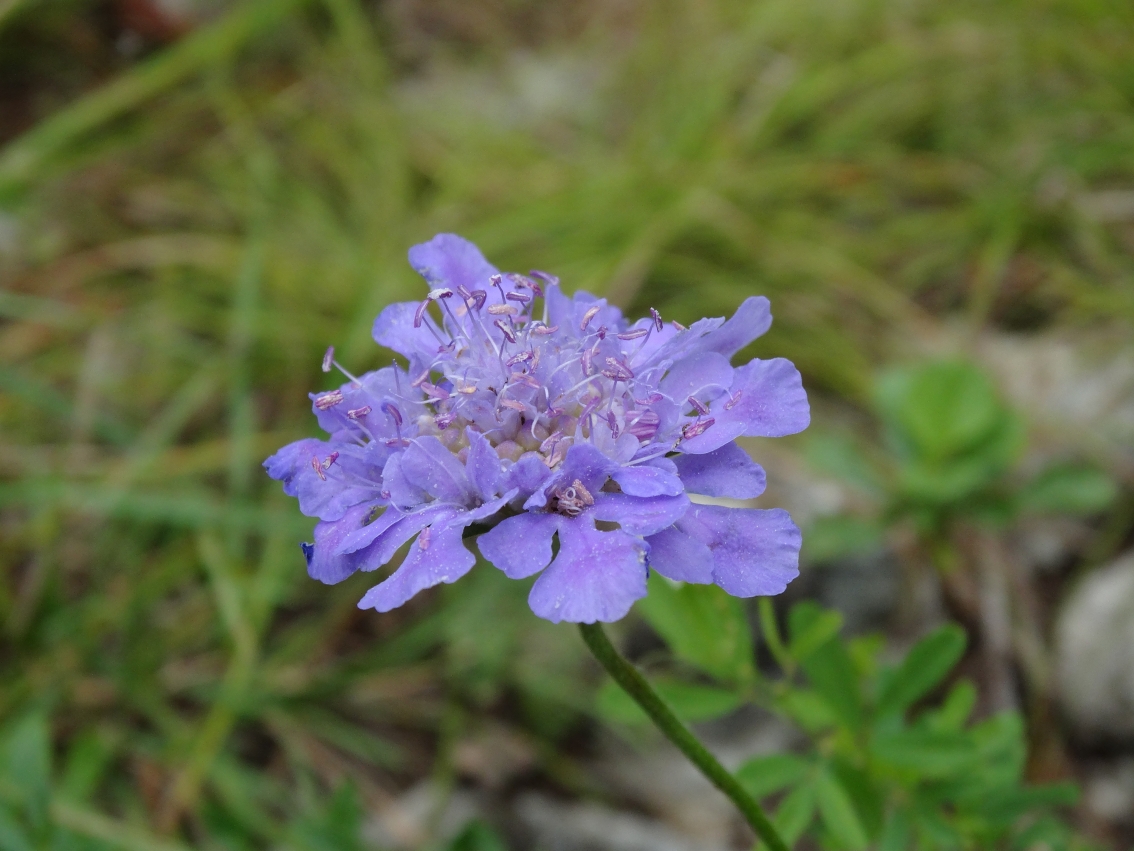 Изображение особи Scabiosa lachnophylla.