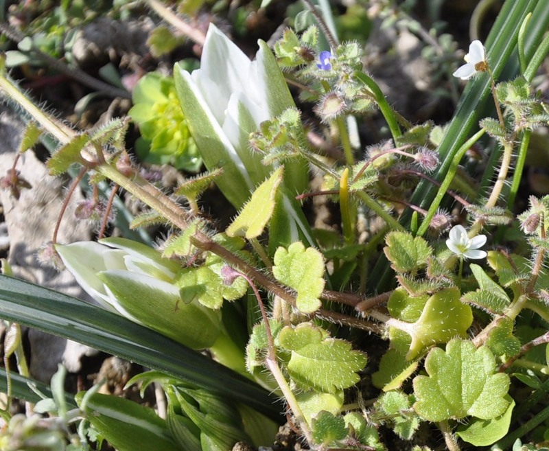 Image of Veronica cymbalaria specimen.