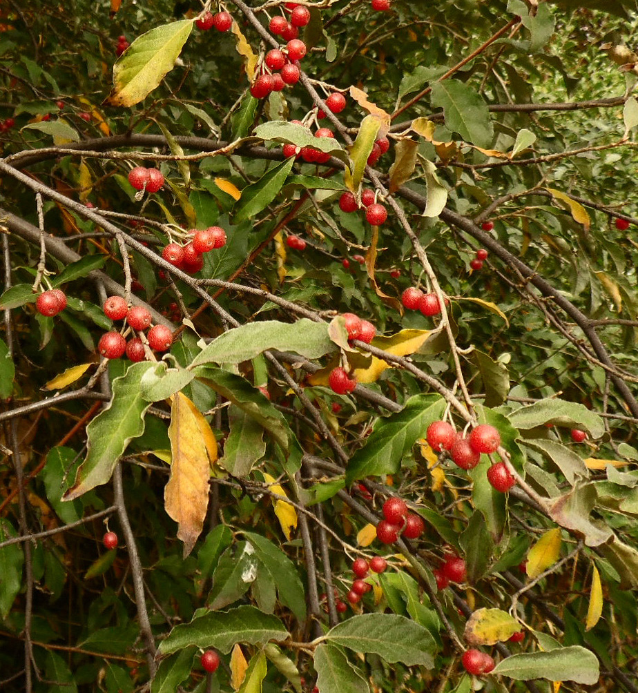 Image of Elaeagnus umbellata specimen.