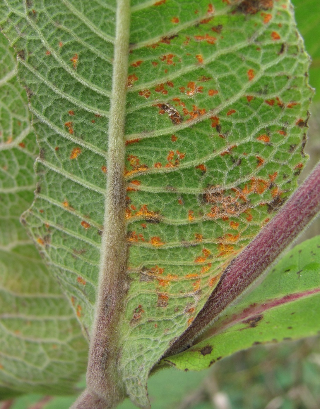 Image of Inula helenium specimen.