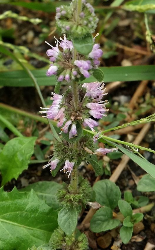 Image of Mentha pulegium specimen.