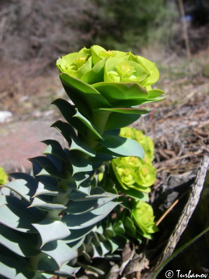 Image of Euphorbia myrsinites specimen.