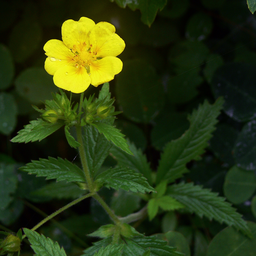 Image of Potentilla cryptotaeniae specimen.