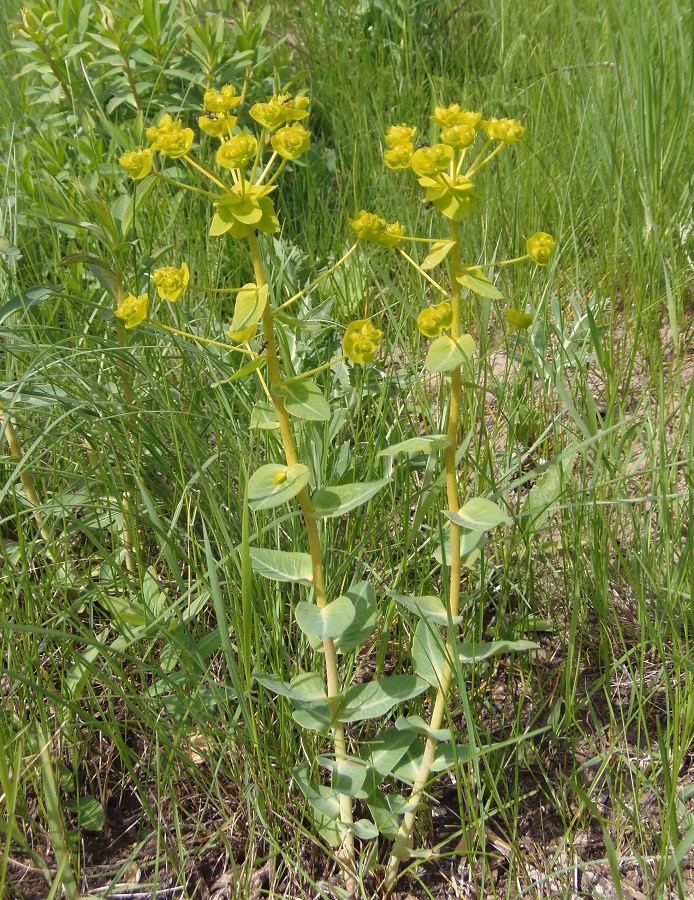 Image of Euphorbia agraria specimen.