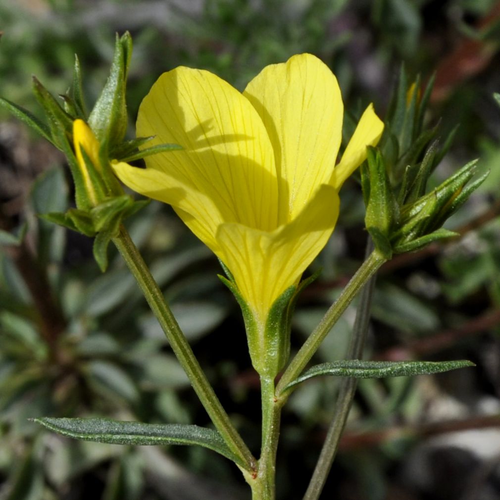 Image of Linum elegans specimen.