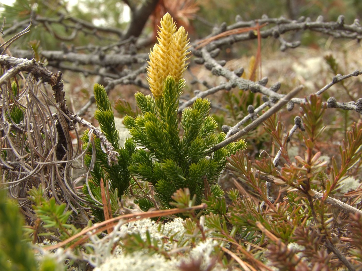 Image of Lycopodium juniperoideum specimen.