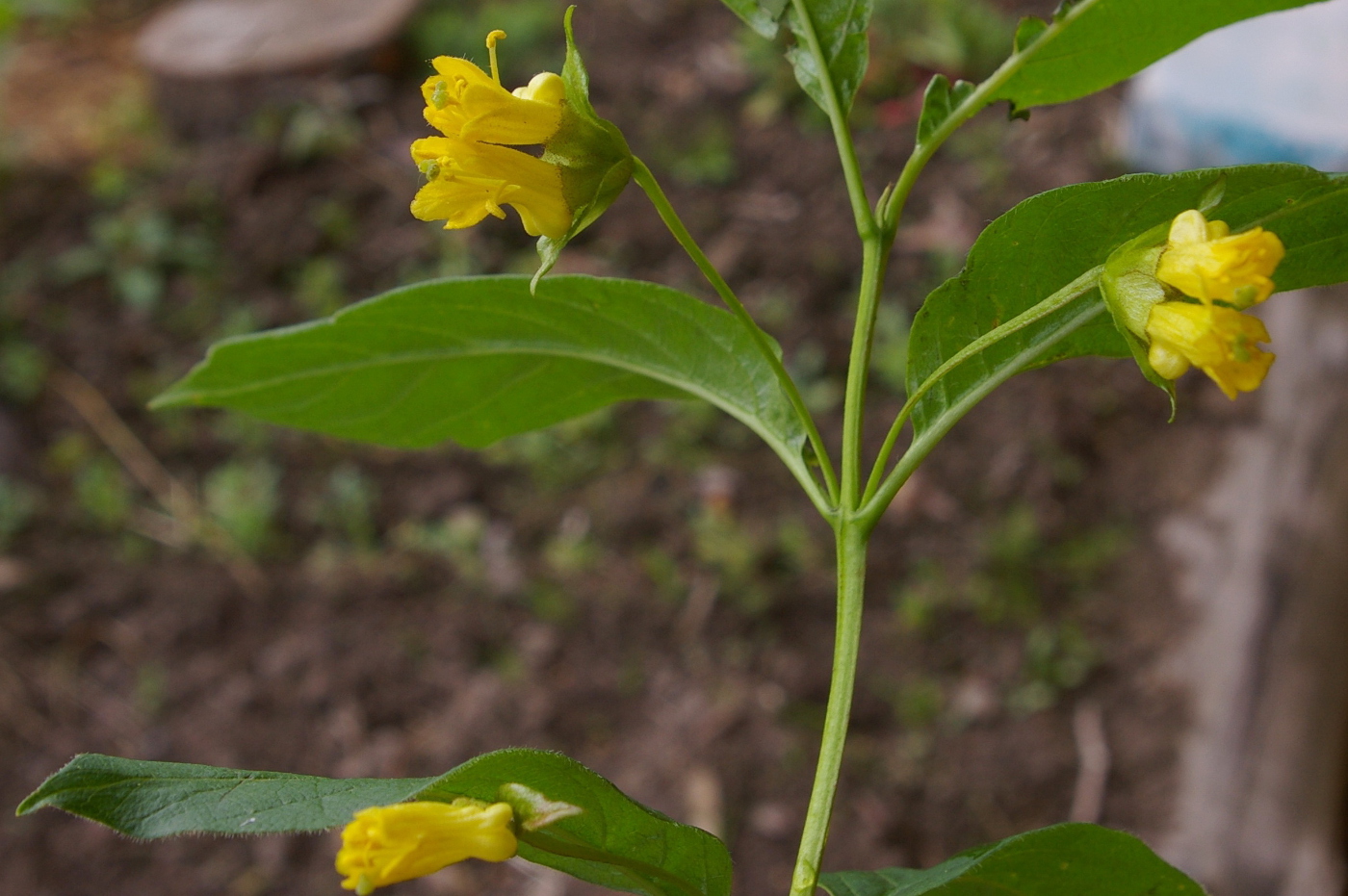 Изображение особи Lonicera involucrata.