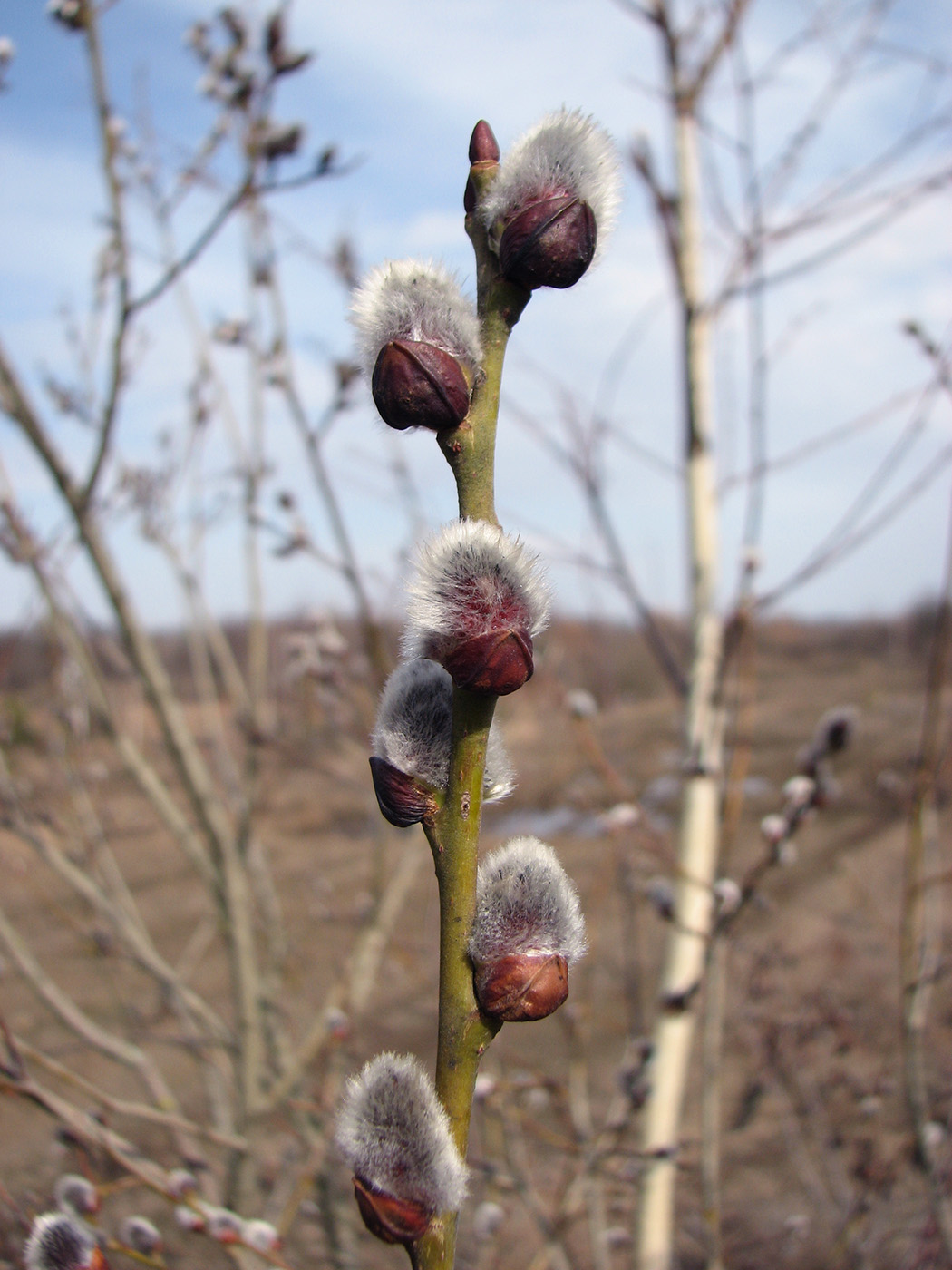 Image of Salix caprea specimen.