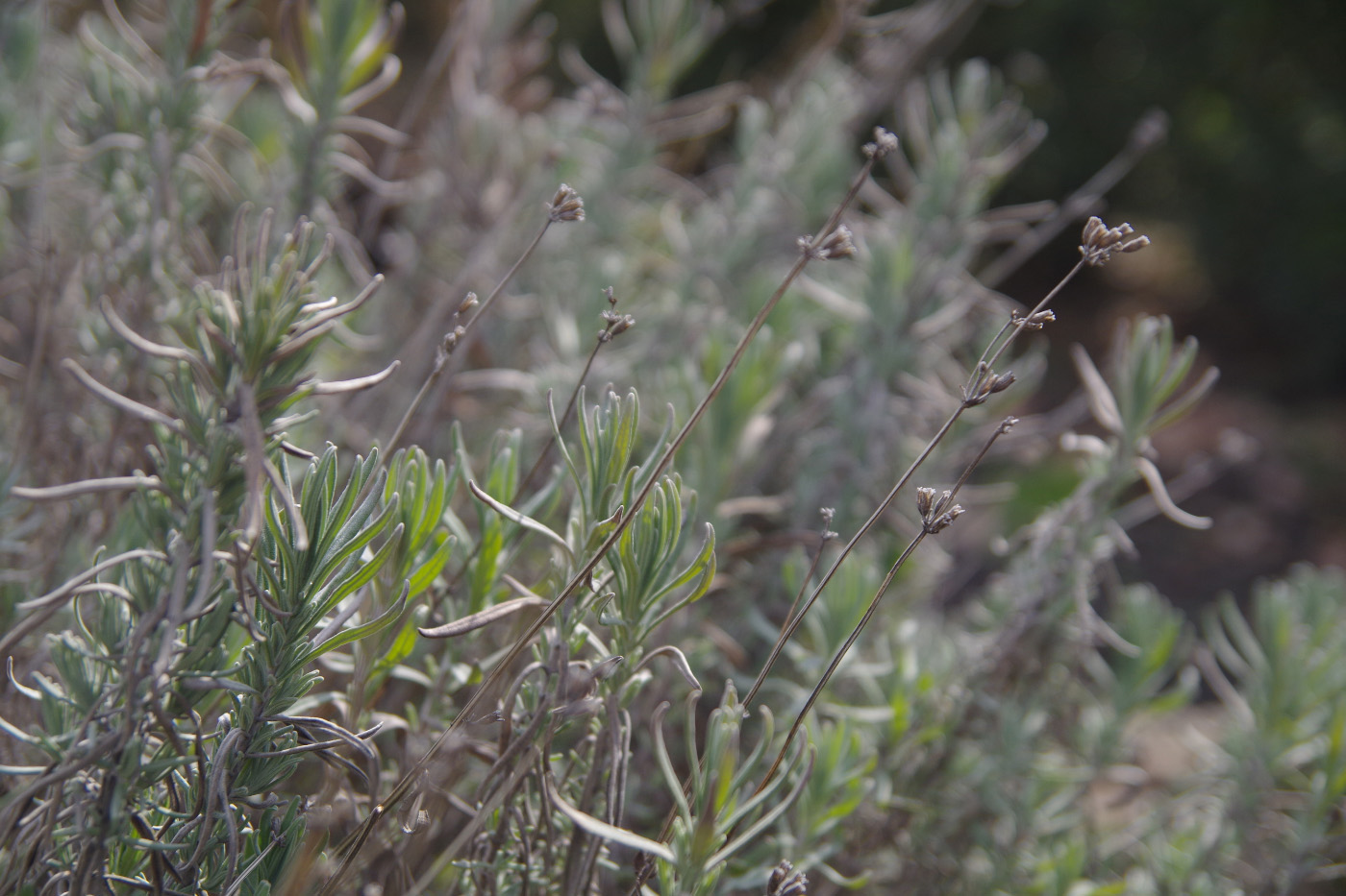 Image of Lavandula angustifolia specimen.