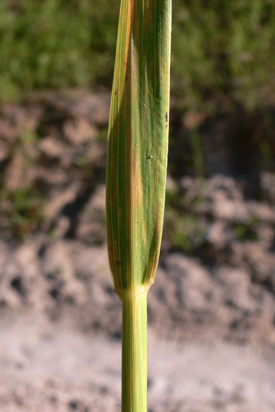 Image of genus Calamagrostis specimen.