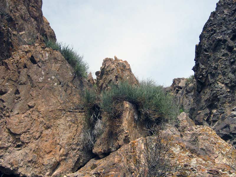 Image of genus Ephedra specimen.