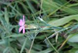 Dianthus caucaseus