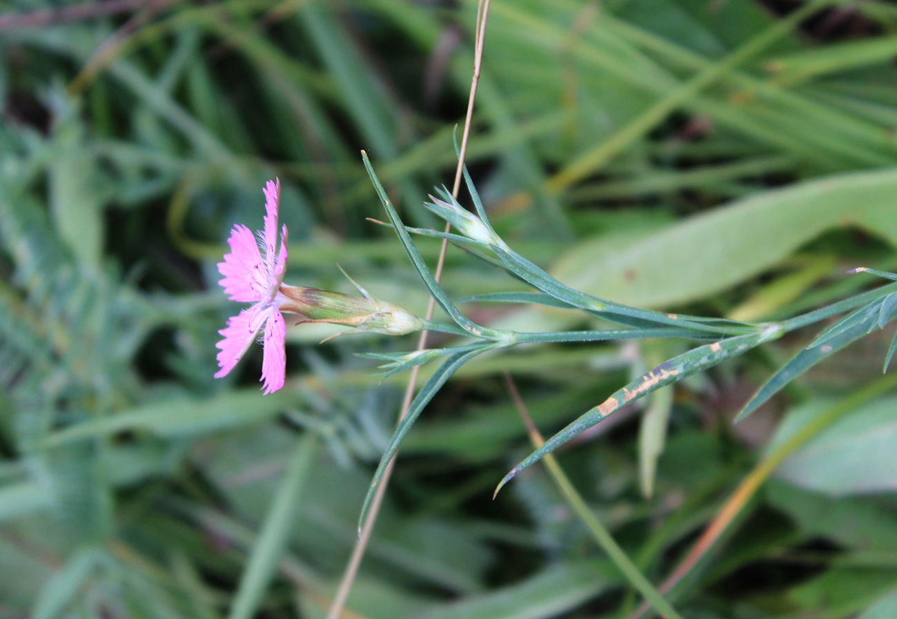 Image of Dianthus caucaseus specimen.