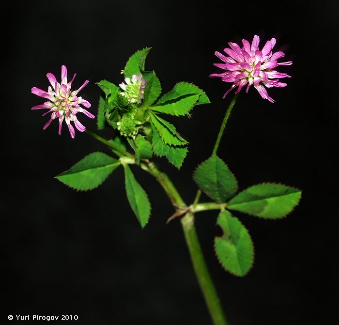 Image of Trifolium resupinatum specimen.