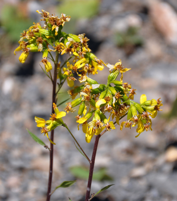 Image of Ligularia thomsonii specimen.