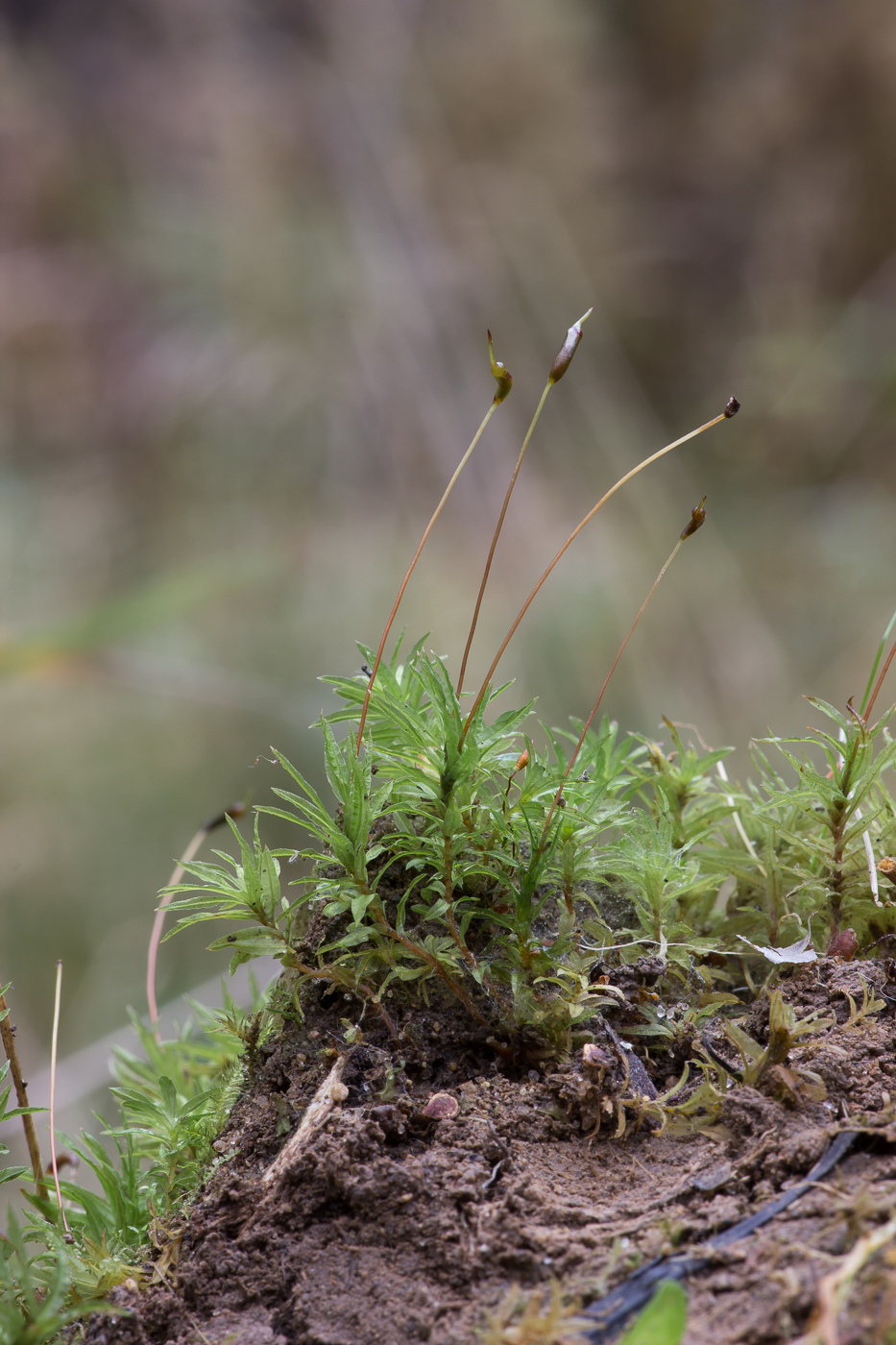 Image of Atrichum undulatum specimen.