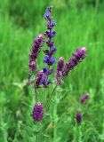 Salvia tesquicola