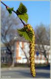 Betula pendula. Ветвь с мужским соцветием. Чувашия. г. Шумерля. 12 апреля 2008 г.