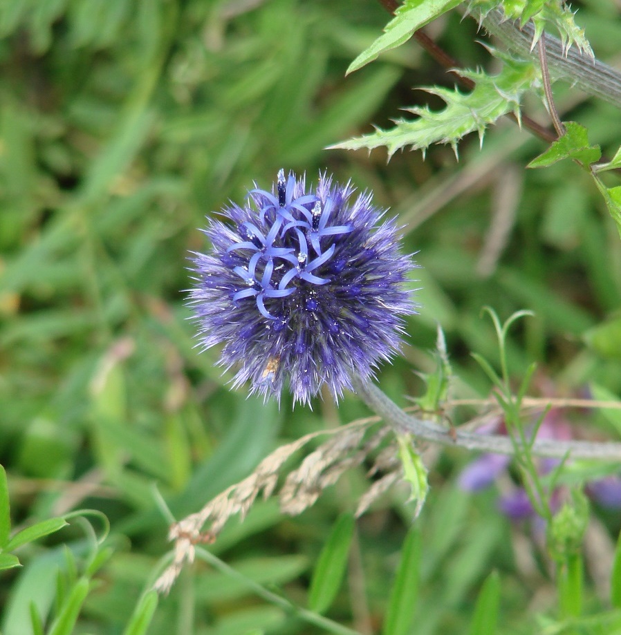 Image of Echinops davuricus specimen.