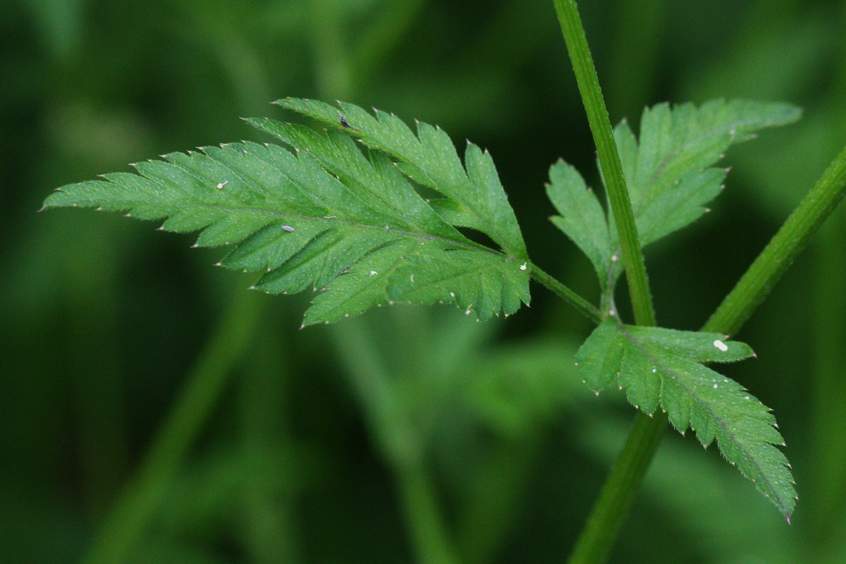 Image of Torilis japonica specimen.