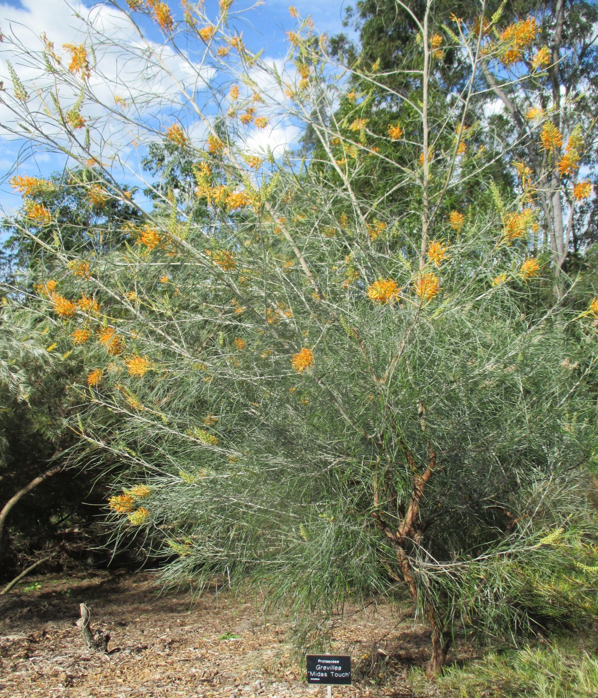 Image of Grevillea juncifolia specimen.