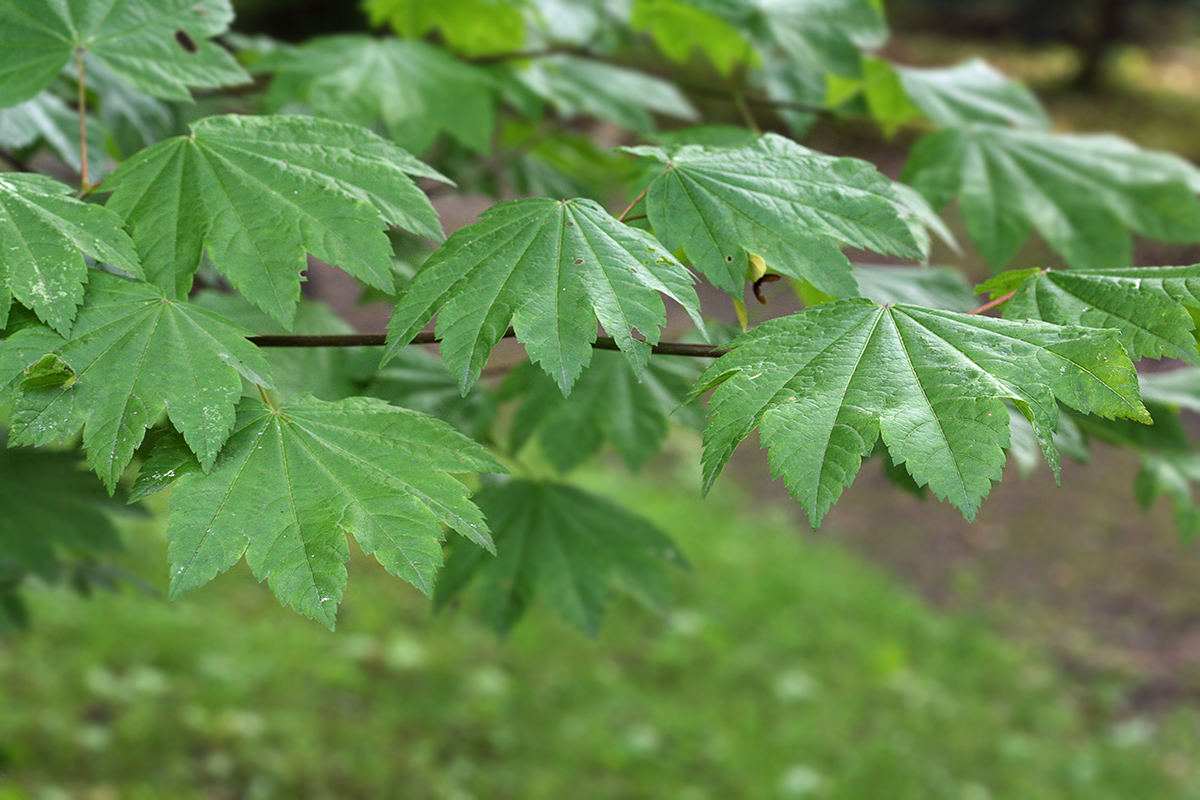 Image of Acer circinatum specimen.