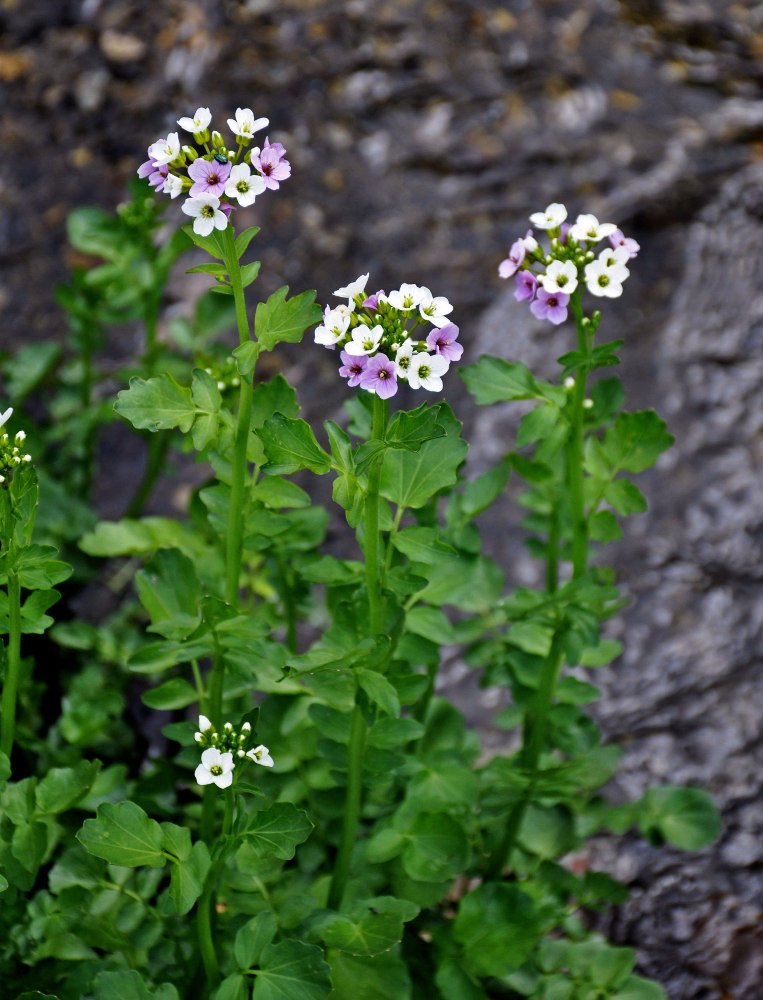 Image of Cardamine seidlitziana specimen.