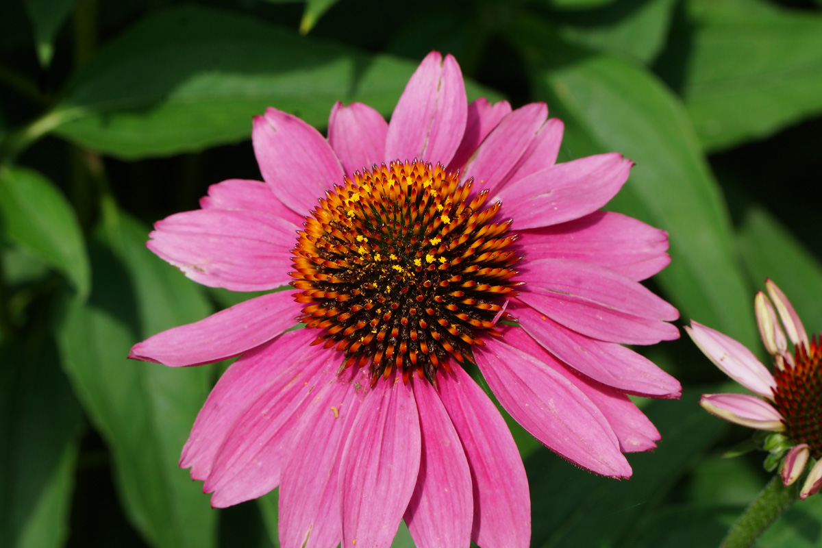 Image of Echinacea purpurea specimen.