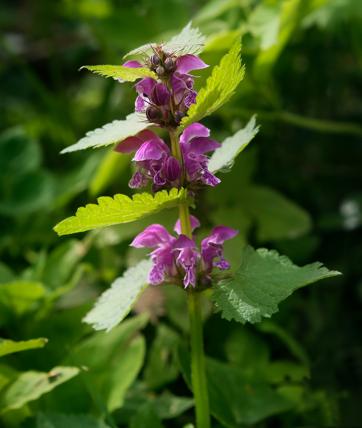 Image of Lamium maculatum specimen.