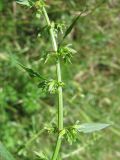 Rumex pulcher