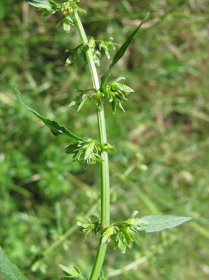 Image of Rumex pulcher specimen.