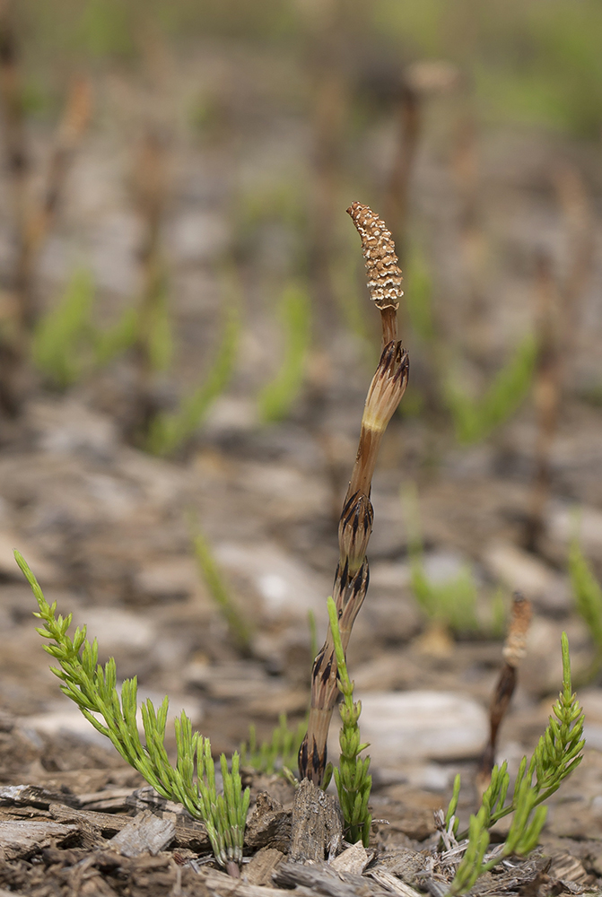 Изображение особи Equisetum arvense.