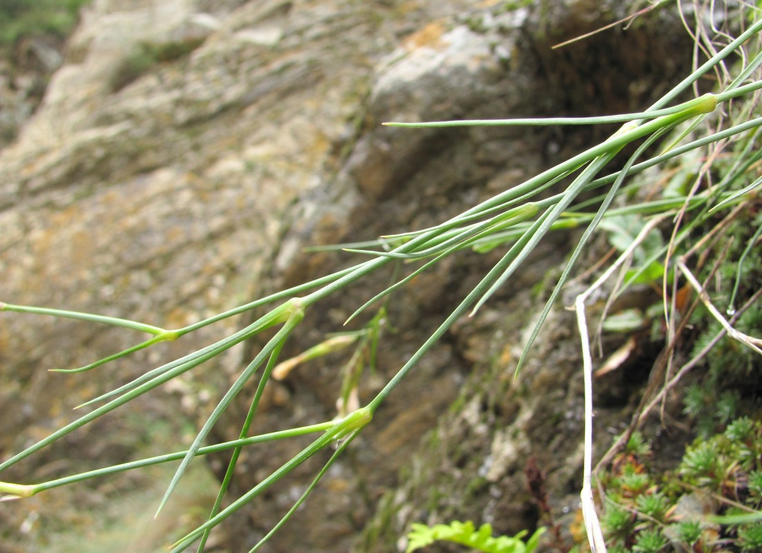 Image of Dianthus elbrusensis specimen.