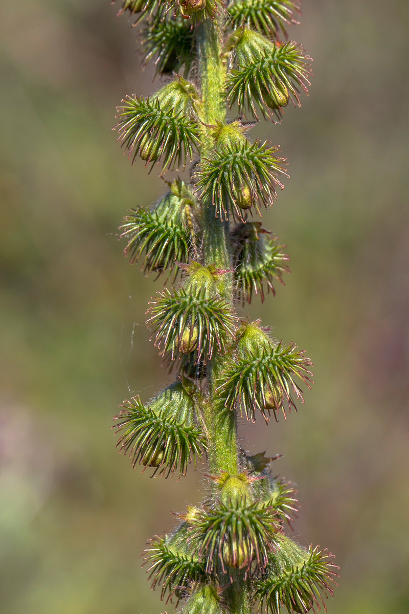 Image of Agrimonia asiatica specimen.