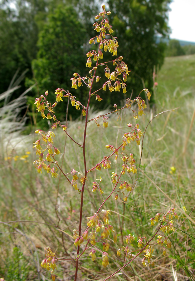 Image of Thalictrum minus specimen.