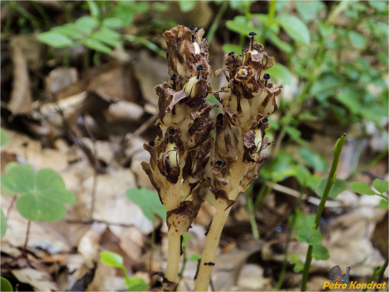 Image of Hypopitys monotropa specimen.