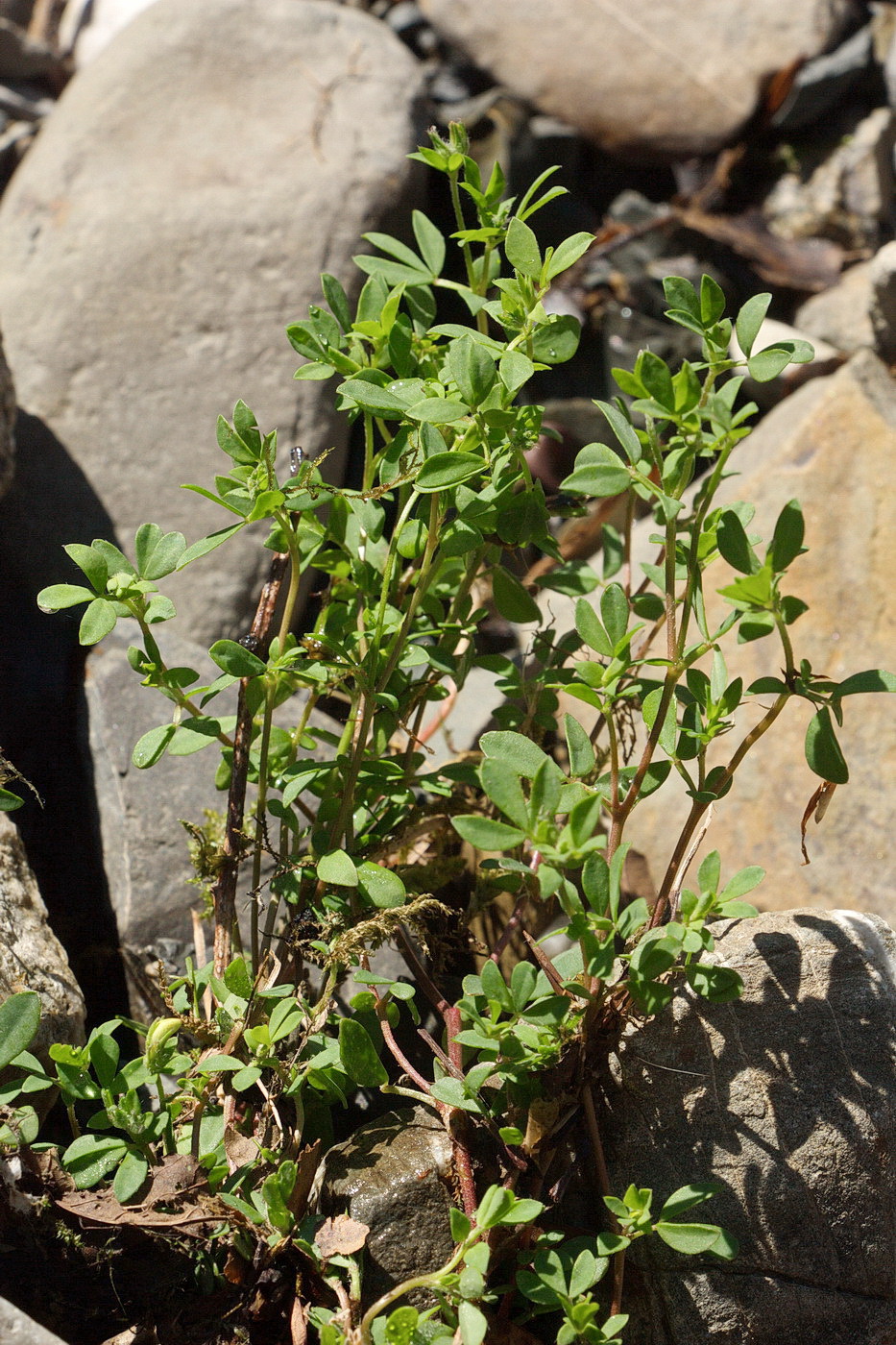 Image of genus Lotus specimen.