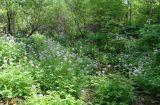 Cardamine macrophylla