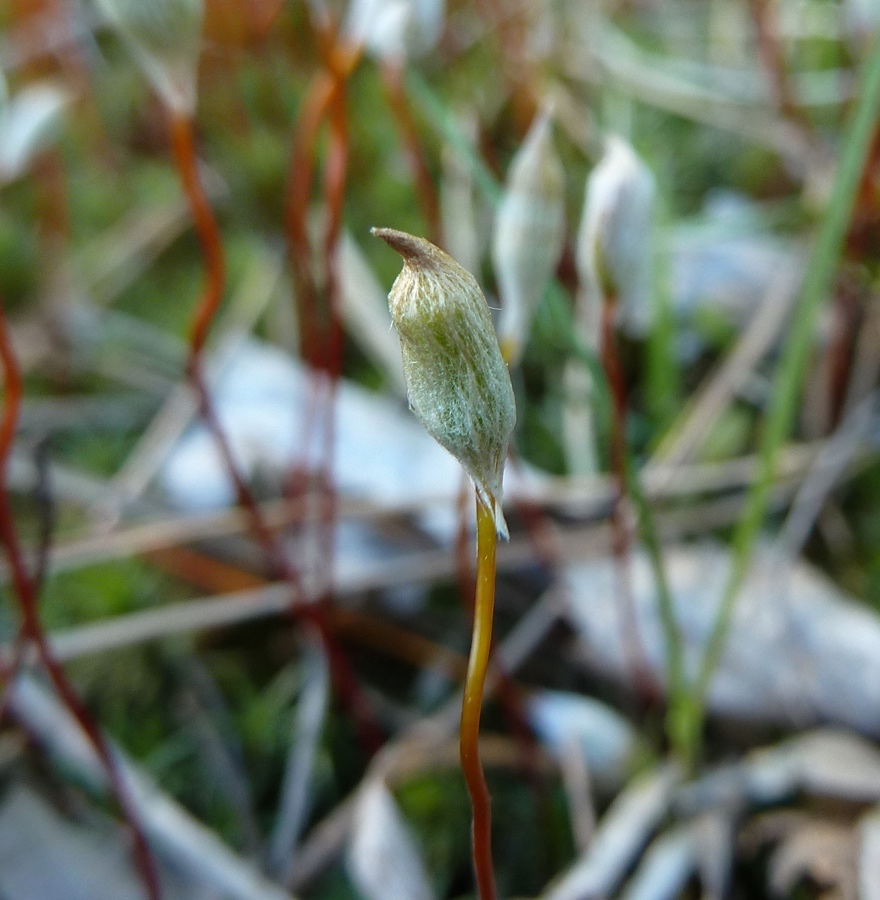 Изображение особи Polytrichum commune.