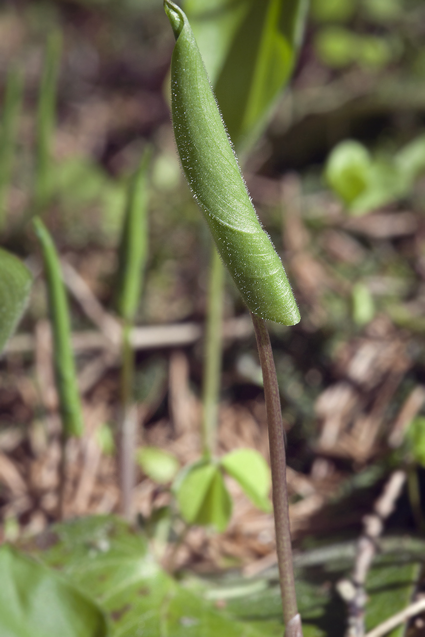 Image of Maianthemum bifolium specimen.