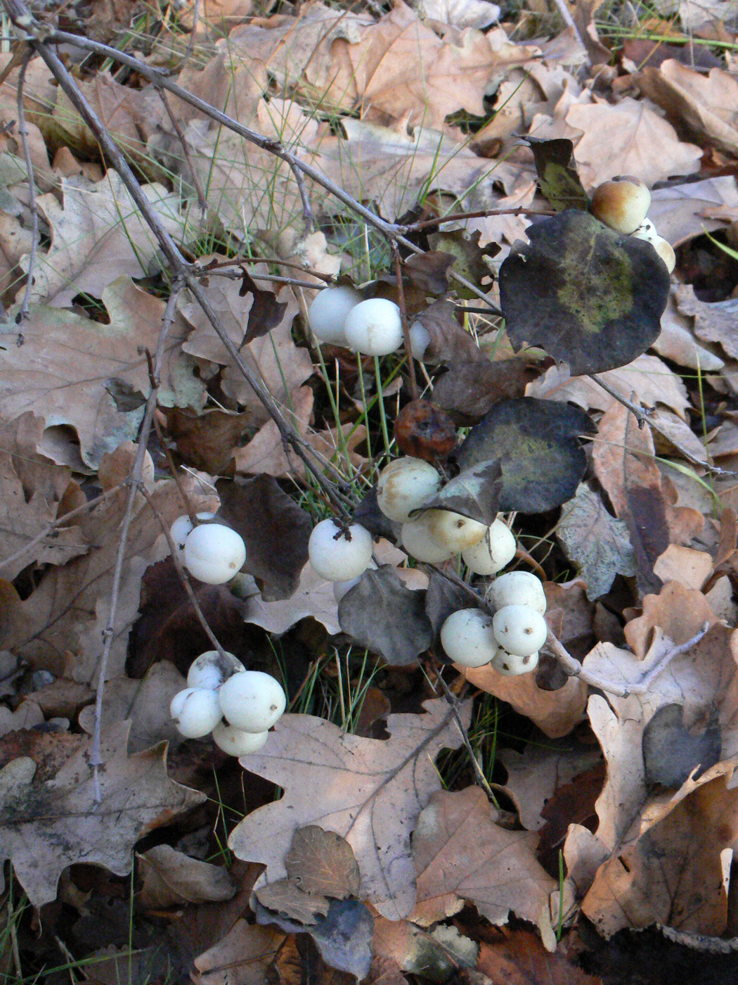 Image of Symphoricarpos albus var. laevigatus specimen.