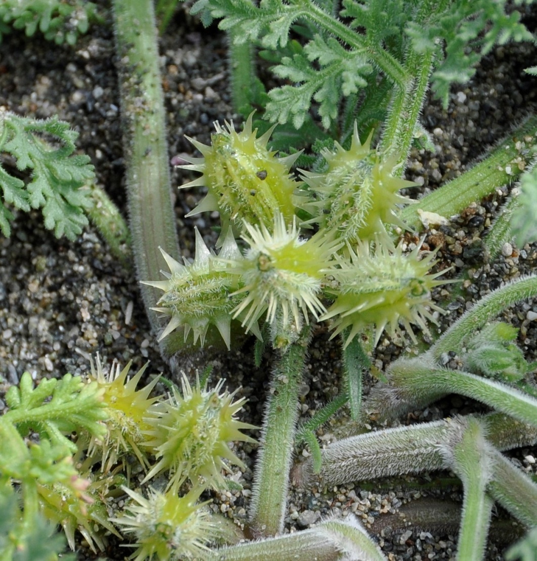 Image of Pseudorlaya pumila specimen.