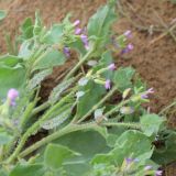 Смотреть изображение Cithareloma vernum