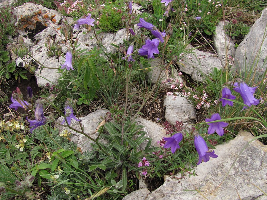 Image of Campanula taurica specimen.