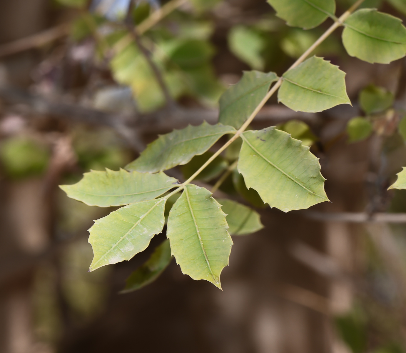 Image of Sclerocarya birrea specimen.