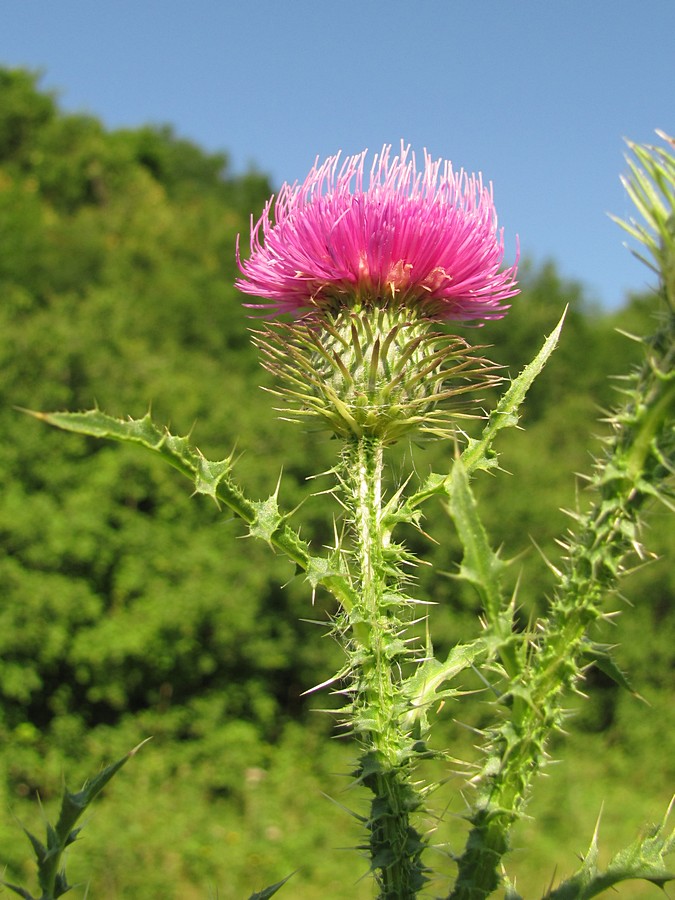 Image of Carduus acanthoides specimen.