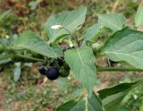 Solanum nigrum