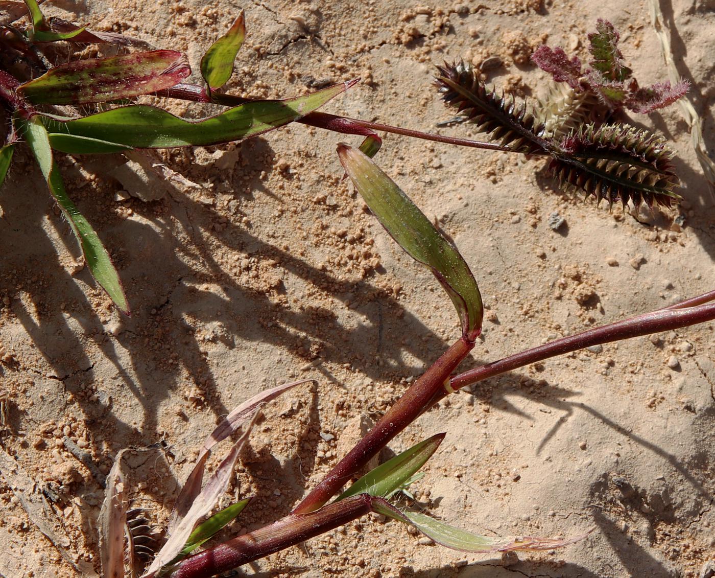 Изображение особи Dactyloctenium aegyptium.