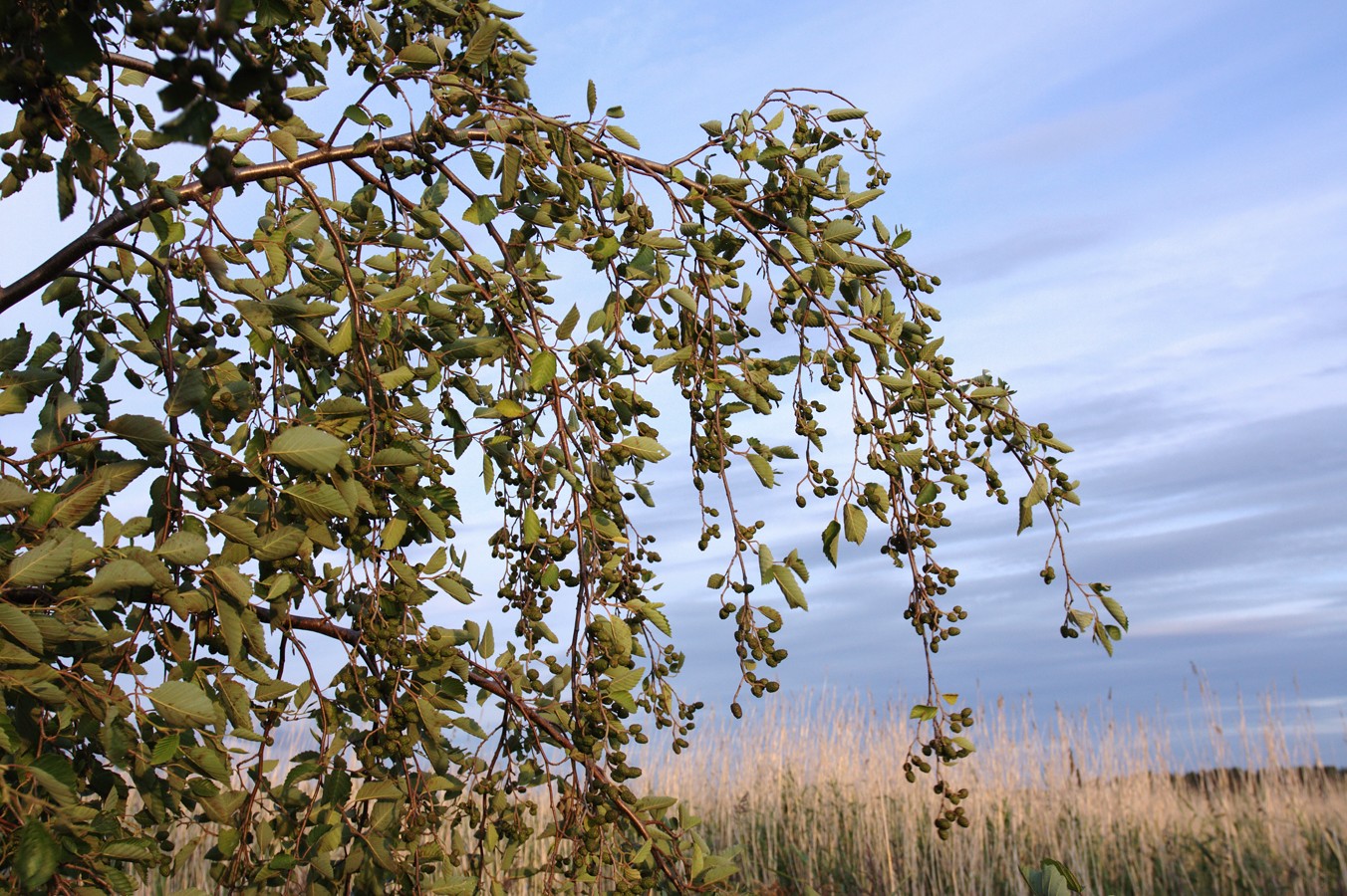 Изображение особи Alnus incana.