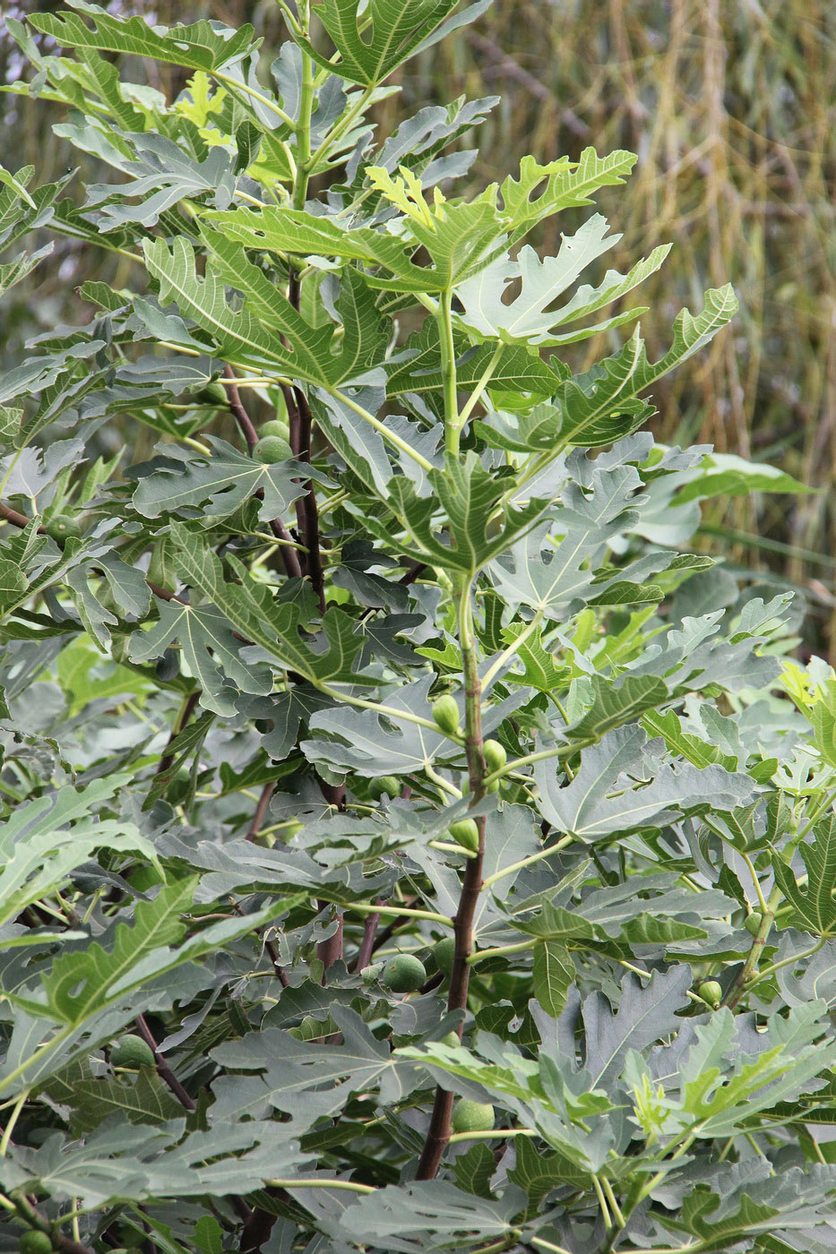 Image of Ficus carica specimen.